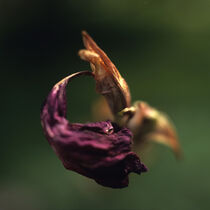 Verblühte Gladiole by Helmut Neumann