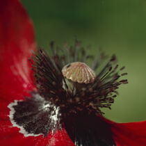 Klatschmohn by Helmut Neumann