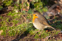 Rotkehlchen (Erithacus rubecula) von Dirk Rüter