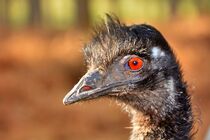 rote Emu Augen von Edgar Schermaul
