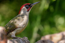 Grünspecht (Picus viridis) by Dirk Rüter