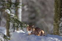 Luchs (Lynx lynx) by Dirk Rüter