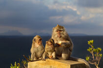 Javaneraffen (Macaca fascicularis) by Dirk Rüter