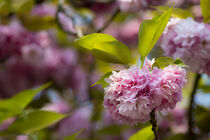 Pink Cherry tree blossoms by Susanne Fritzsche
