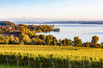 Weinberg bei Unteruhldingen am Bodensee von dieterich-fotografie