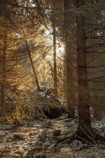 Mystische Lichtstimmung im Fichtenwald by Holger Spieker