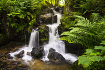 A small waterfall in the Black Forest II by Susanne Fritzsche