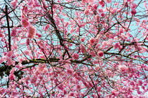 Hanami by Wolfgang Groner