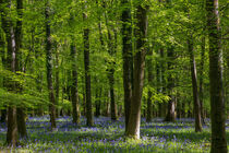 Bluebells at Speculation von David Tinsley