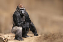 Porträt Gorilla Mann by mario-plechaty-photography