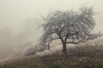 Streuobstbaum unterhalb des Offerenbühls bei dichem Nebel - Mühlhausen-Ehingen von Christine Horn