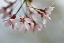 Zarte Blüten von Marlise Gaudig