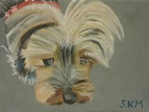 Yorkshire terrier, close up  von Sarah K Murphy