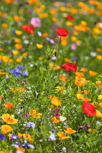 Blumenwiese mit Klatschmohn im Sommer von dieterich-fotografie