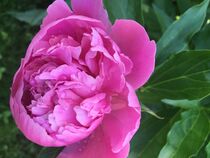 Pink Peony by Sabine Cox