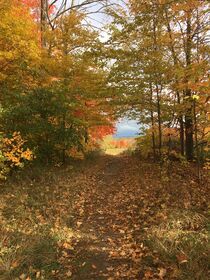 Autumn Colours - 1 von Sabine Cox