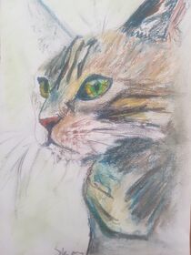 Tabs the tabby cat by Sarah K Murphy