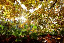 Herbstfarben-Mix von Christiane Fendrich