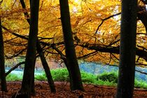 Herbstwald von Christiane Fendrich