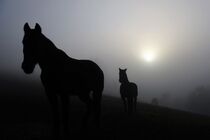 Pferde im Nebel by Christiane Fendrich