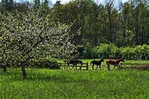 Pferde im Frühling by Edgar Schermaul