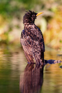 Star (Sturnus vulgaris) by Dirk Rüter