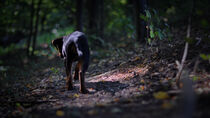 Dog walk von Ljubomir Filipovic