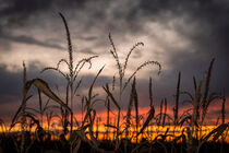 Corn Field at Dusk I von snowwhitesmellscoffee