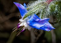 Borage Falling by snowwhitesmellscoffee