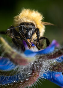 Bee on Borage by snowwhitesmellscoffee