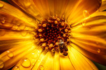 Calendula Beetle by snowwhitesmellscoffee