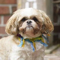 Shih Tzu / 5 by Heidi Bollich