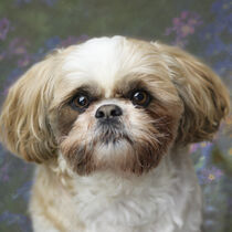 Shih Tzu / 2 by Heidi Bollich