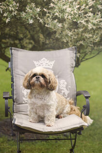 Shih Tzu im Garten von Heidi Bollich