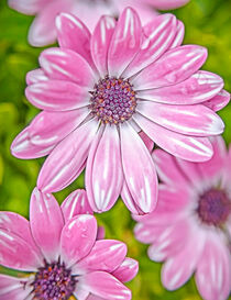 Pink Marguerite 