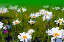 Margeriten -  daisies by M. Ziehr