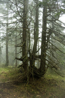 Magischer Bergfichtenwald im Nebel 2 by Holger Spieker