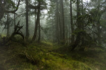 Magischer Bergfichtenwald im Nebel 3 von Holger Spieker