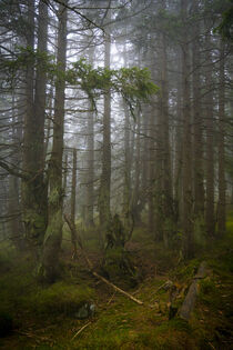 Mystische Nebelstimmung im Bergfichtenwald 1 von Holger Spieker