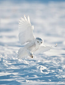 Minnesota. Snowy Owl landing on snow. Bernard Friel / Danita Delimont von Danita Delimont