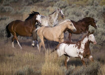 Oregon, Seneca, Ponderosa Ranch. Horses running on prairie. Wendy Kaveney / Jaynes Gallery / Danita Delimont. by Danita Delimont