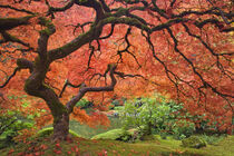 Oregon. Japanese maple tree next to pond. Portland Japanese Garden. Don Paulson / Jaynes Gallery / Danita Delimont by Danita Delimont