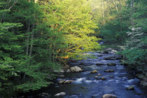 Tennessee, Great Smoky Mountains National Park, Elkmount. Darrell Gulin / Danita Delimont von Danita Delimont