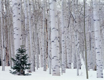 Utah, La Sal Mountains, Manti-LaSal National Forest, Aspen and Douglas fir in winter. Scott T. Smith / Danita Delimont von Danita Delimont