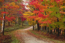 Vermont Country Road in Fall. Charles Sleicher / Danita Delimont von Danita Delimont