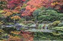 Washington State, Seattle. Autumn color, Japanese Garden Rob Tilley / Danita Delimont by Danita Delimont