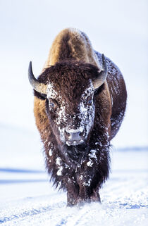 Wyoming, Yellowstone National Park, Bull Bison walking down snow packed road in Hayden Valley. Elizabeth Boehm / Danita Delimont von Danita Delimont