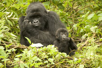 Mountain Gorilla, Volcanoes National Park, Rwanda. Critically endangered species. Joe and Maryann McDonald / Danita Delimont by Danita Delimont