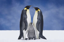 Portrait Of Emperor Penguin Parents and Chick, Atka Bay, Antarctica, Composite. Design Pics / Danita Delimont by Danita Delimont