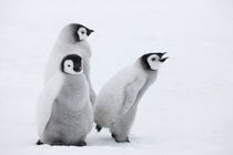 Emperor Penguin chicks on ice, Snow Hill Island, Antarctica. Keren Su / Danita Delimont by Danita Delimont